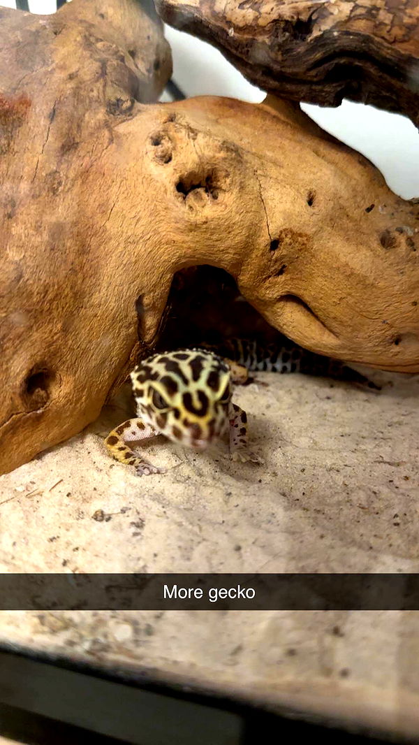 kayleedolisi image ~ Altpins