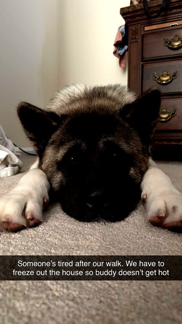 kayleedolisi image ~ Altpins