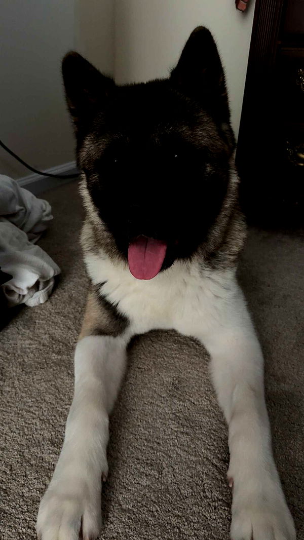 kayleedolisi image ~ Altpins