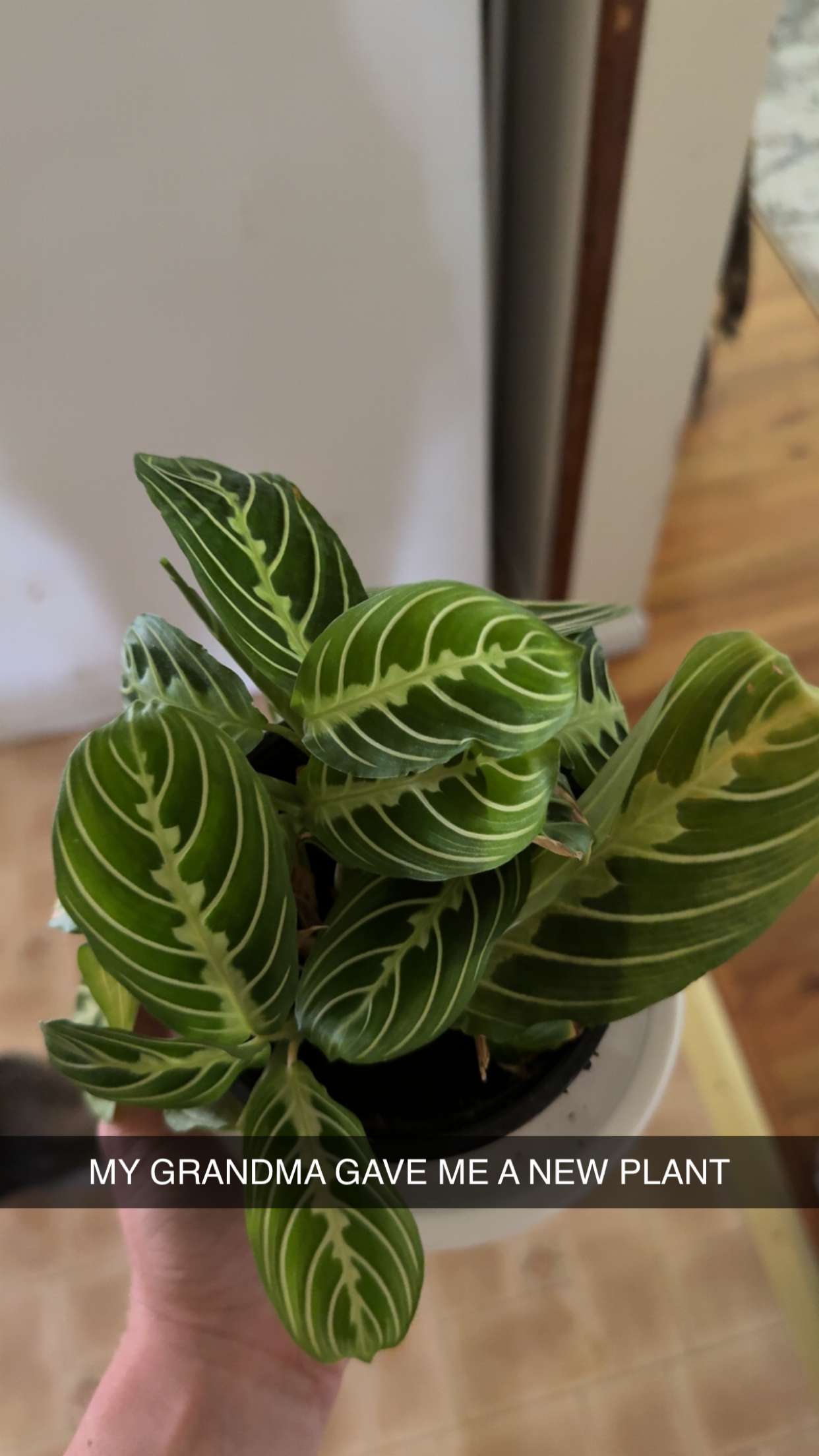 kayleedolisi snapchat image archive image