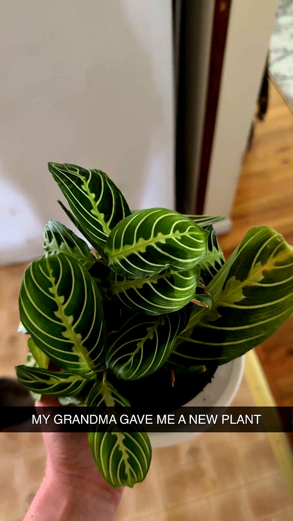 kayleedolisi image ~ Altpins