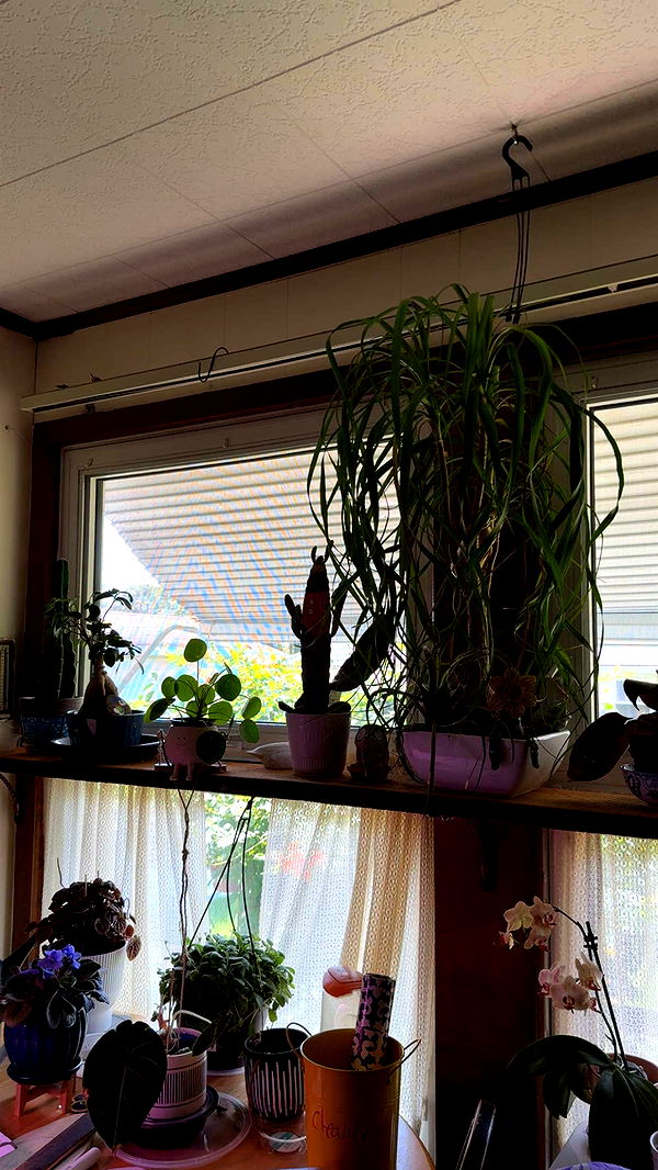 kayleedolisi image ~ Altpins