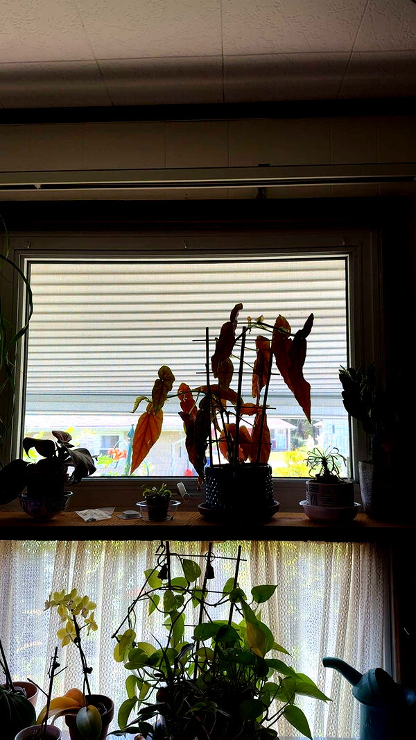 kayleedolisi image ~ Altpins