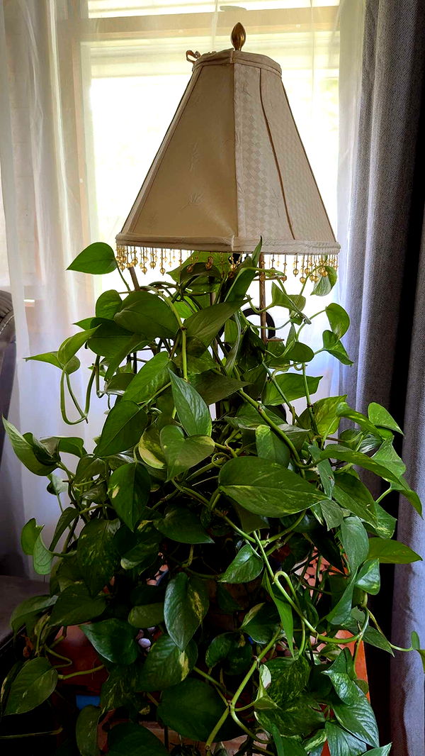 kayleedolisi image ~ Altpins