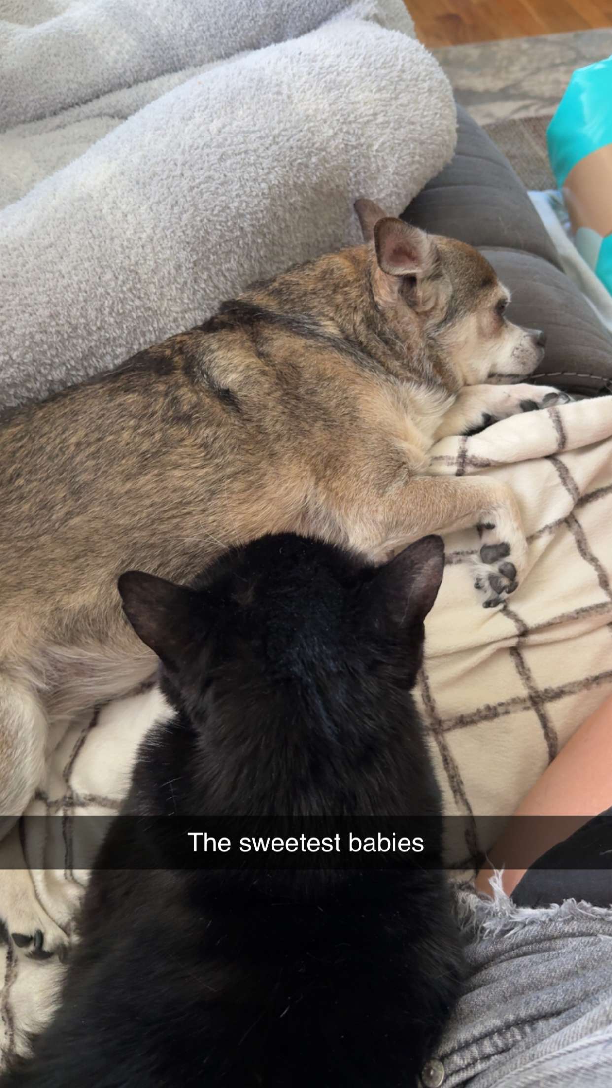 kayleedolisi snapchat image archive image