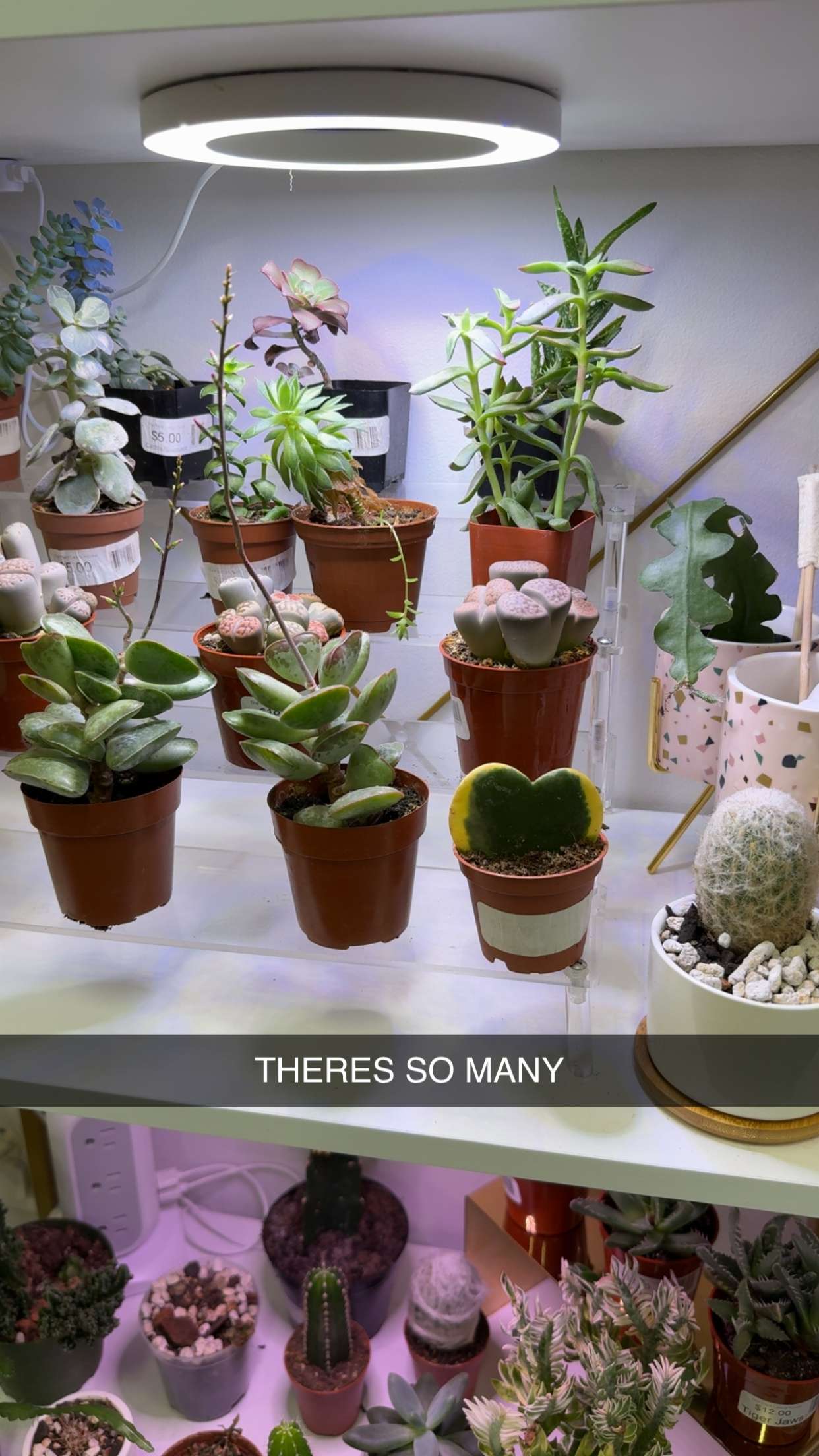 kayleedolisi snapchat image archive image