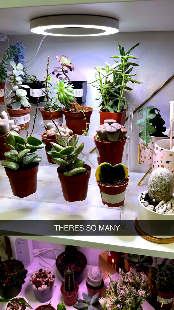 kayleedolisi image ~ Altpins