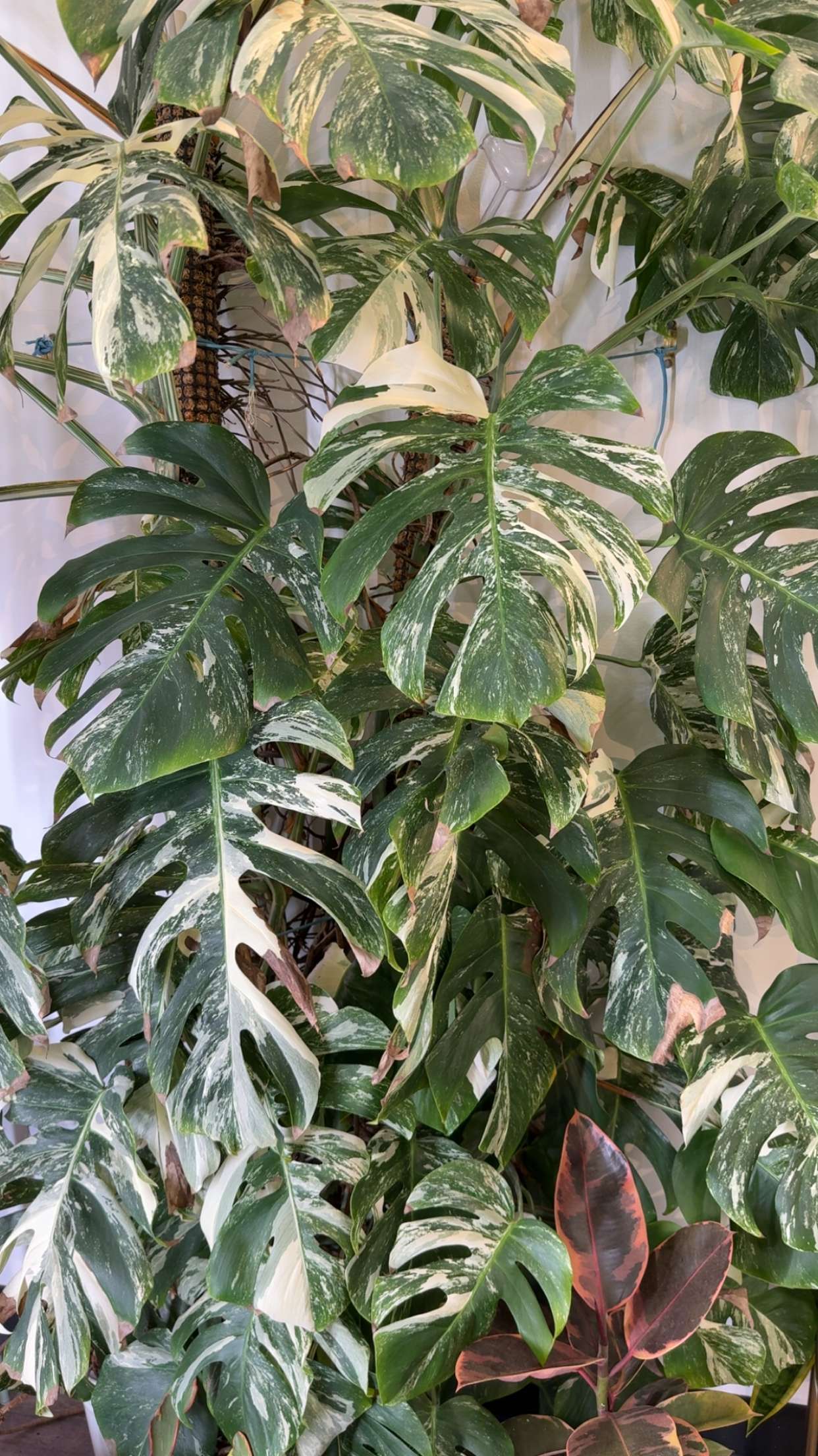 kayleedolisi snapchat image archive image