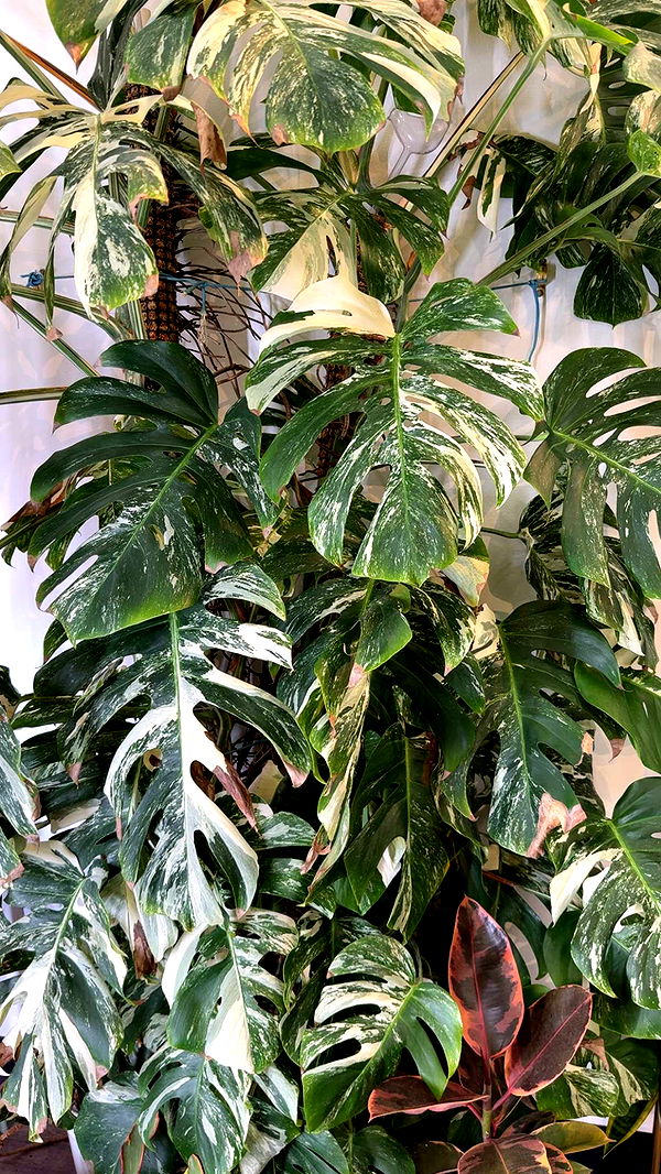 kayleedolisi image ~ Altpins