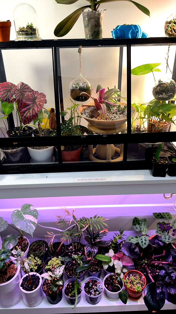 kayleedolisi image ~ Altpins