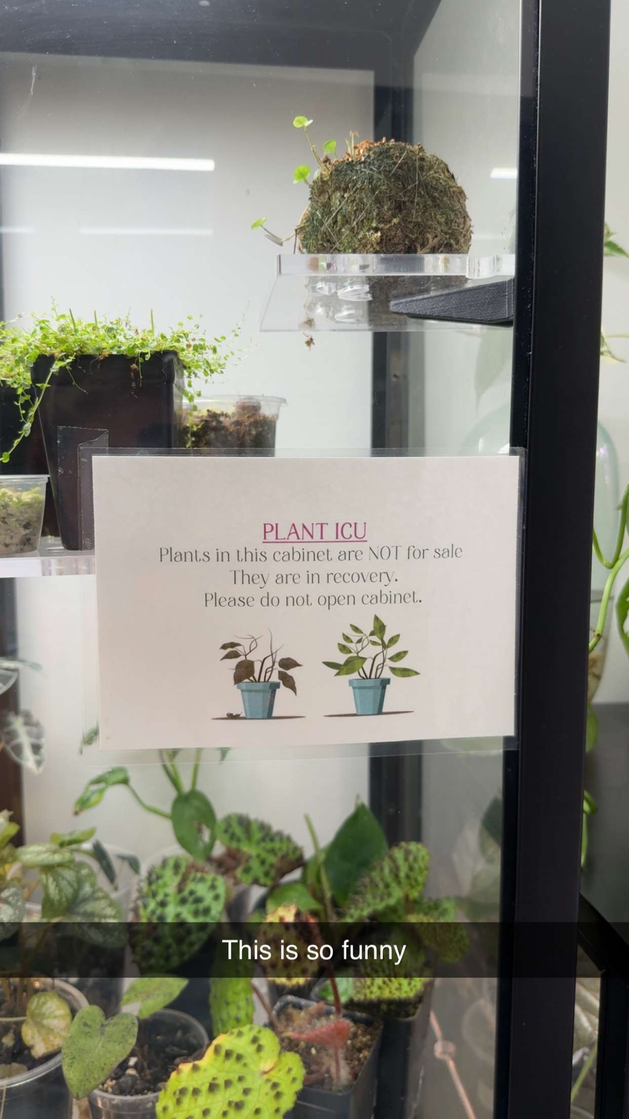 kayleedolisi snapchat image archive image