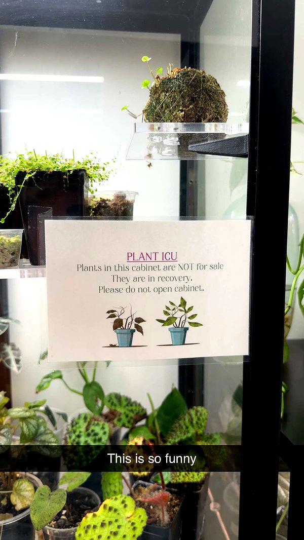 kayleedolisi image ~ Altpins