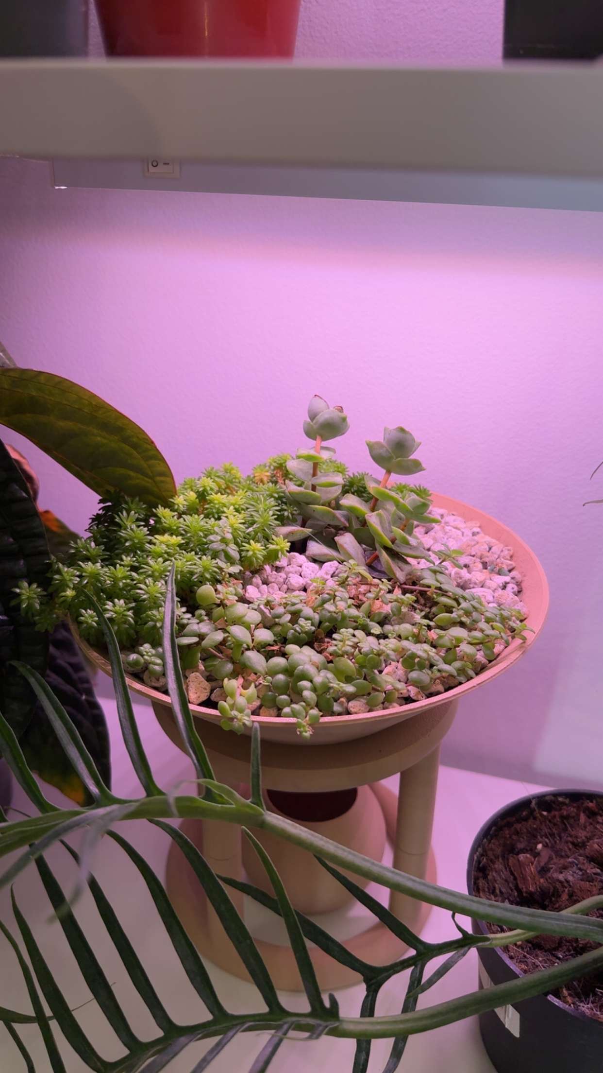 kayleedolisi snapchat image archive image