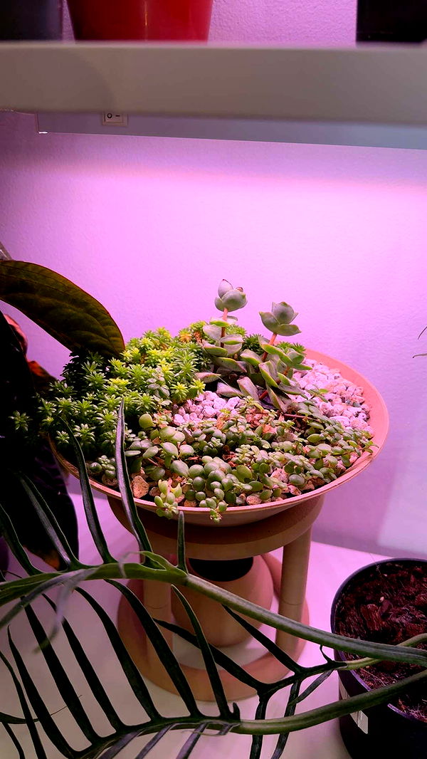 kayleedolisi image ~ Altpins