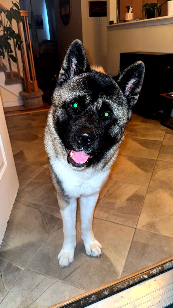 kayleedolisi image ~ Altpins