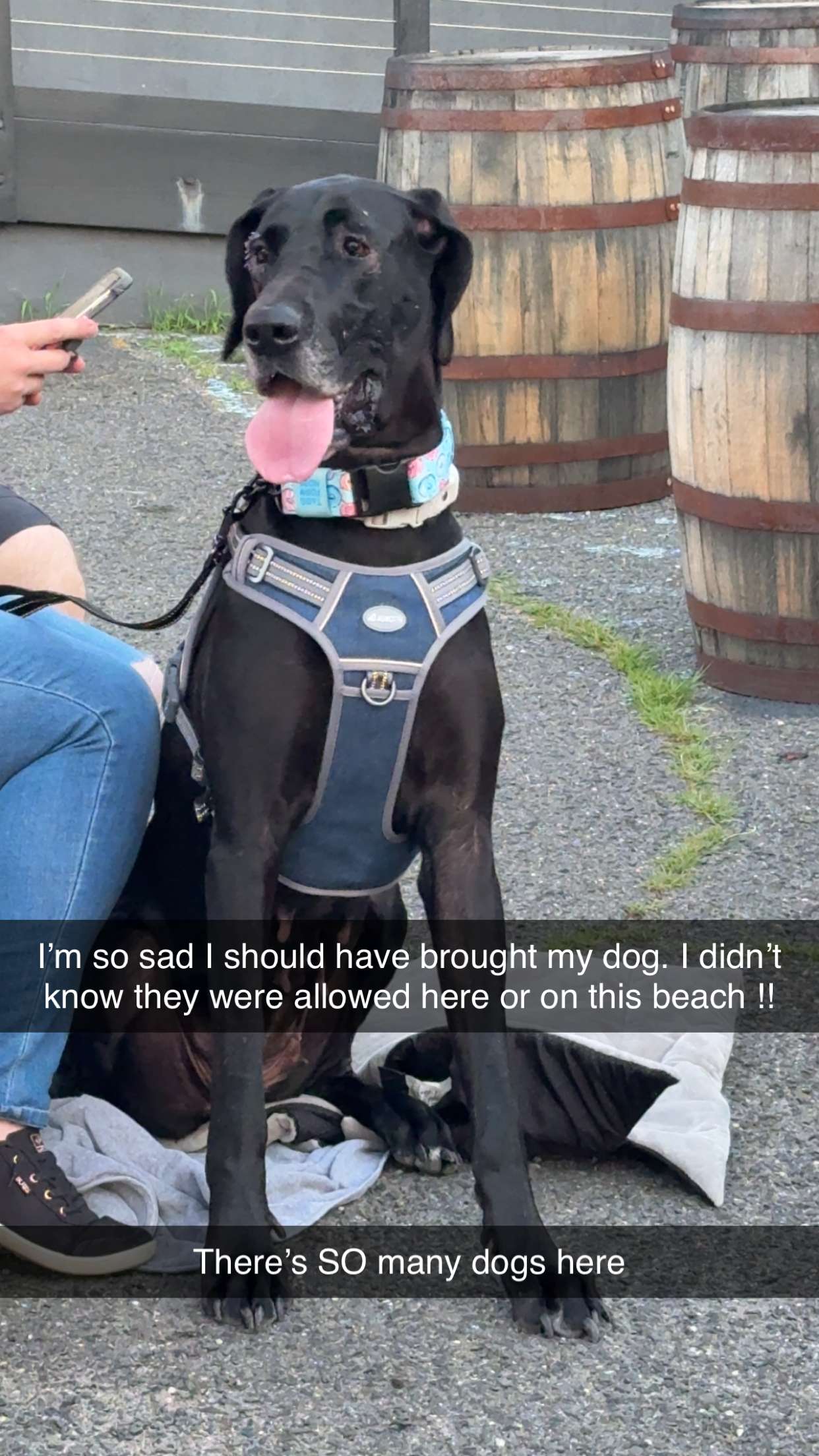 kayleedolisi snapchat image archive image