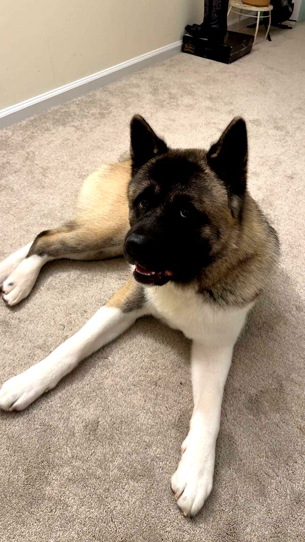 kayleedolisi image ~ Altpins