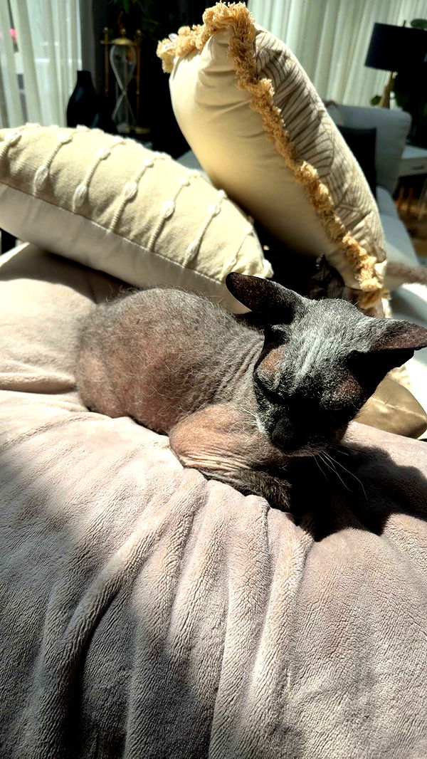 kayleedolisi image ~ Altpins