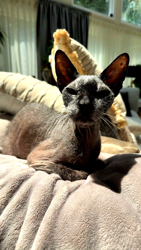 kayleedolisi image ~ Altpins