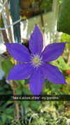 kayleedolisi Altpins Profile Picture