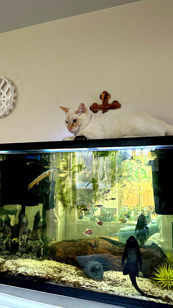 keab01 image ~ Altpins