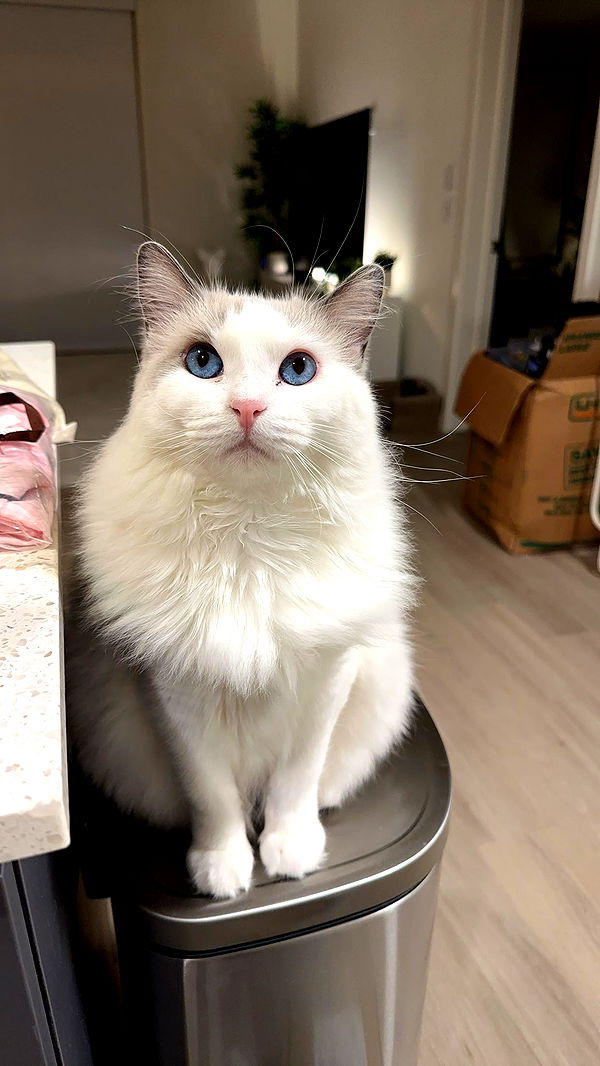 keab01 image ~ Altpins