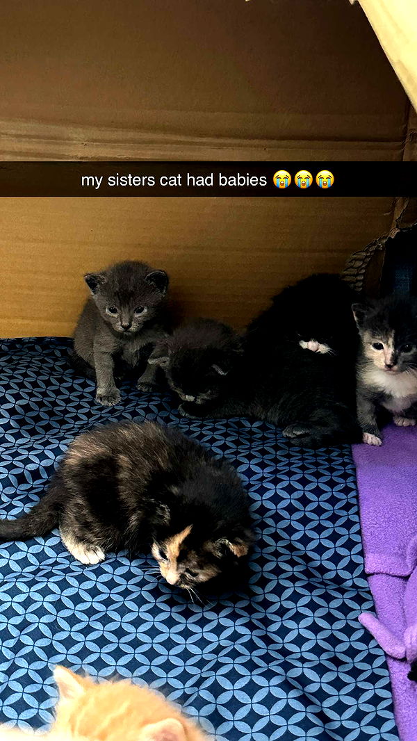 keab01 image ~ Altpins