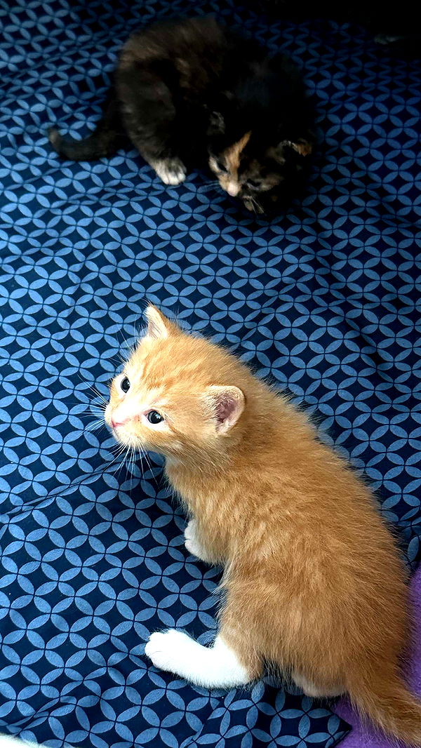 keab01 image ~ Altpins