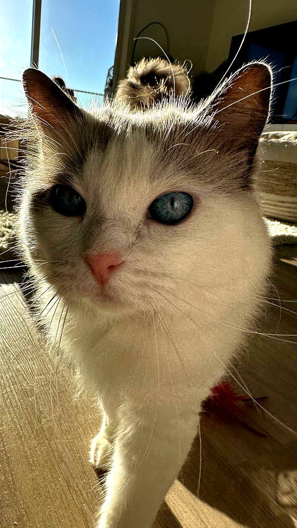 keab01 image ~ Altpins