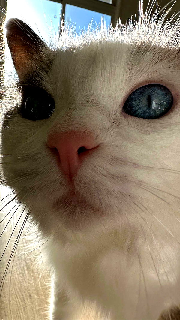 keab01 image ~ Altpins