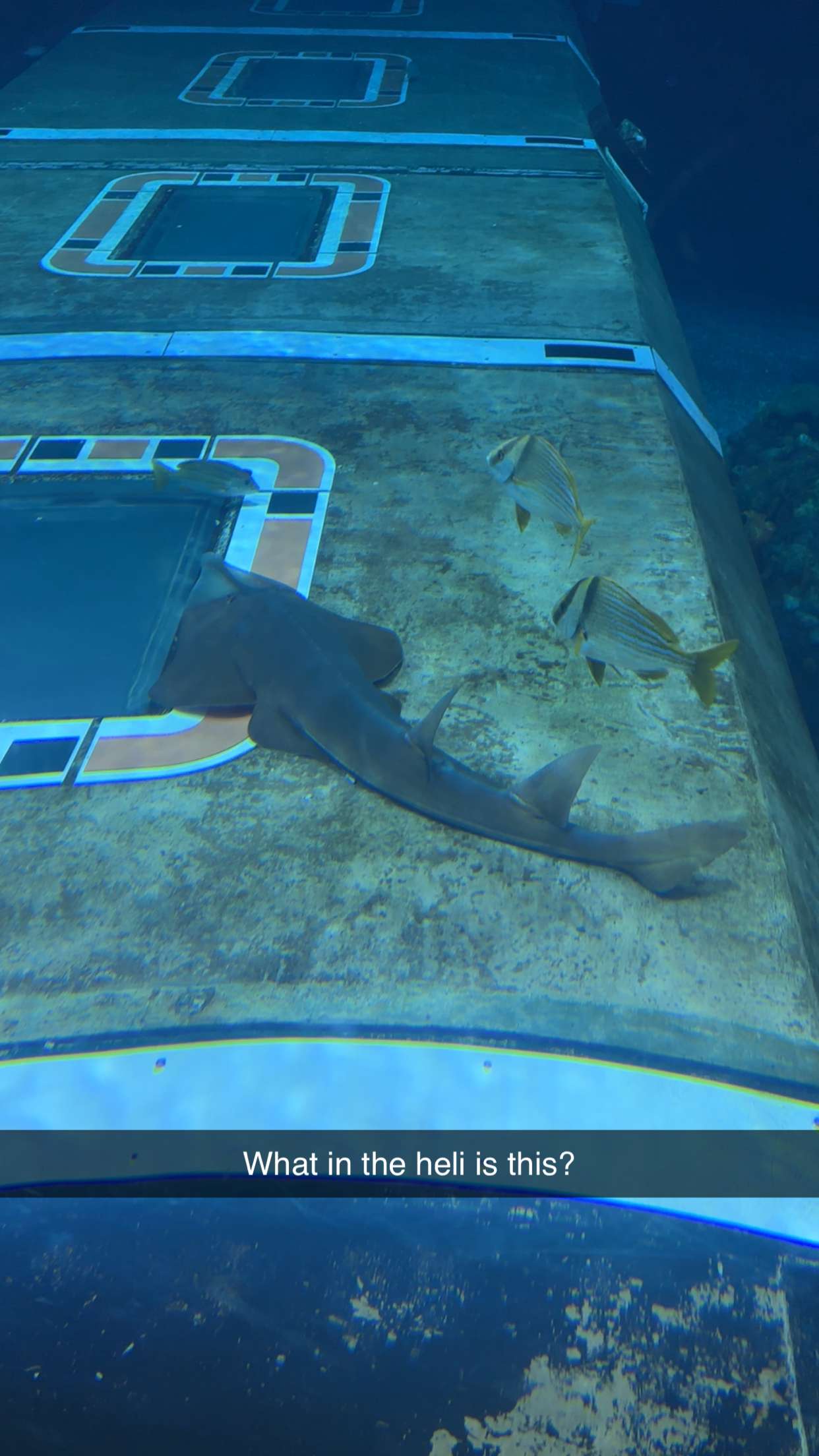 kendallwheelerr snapchat image archive image