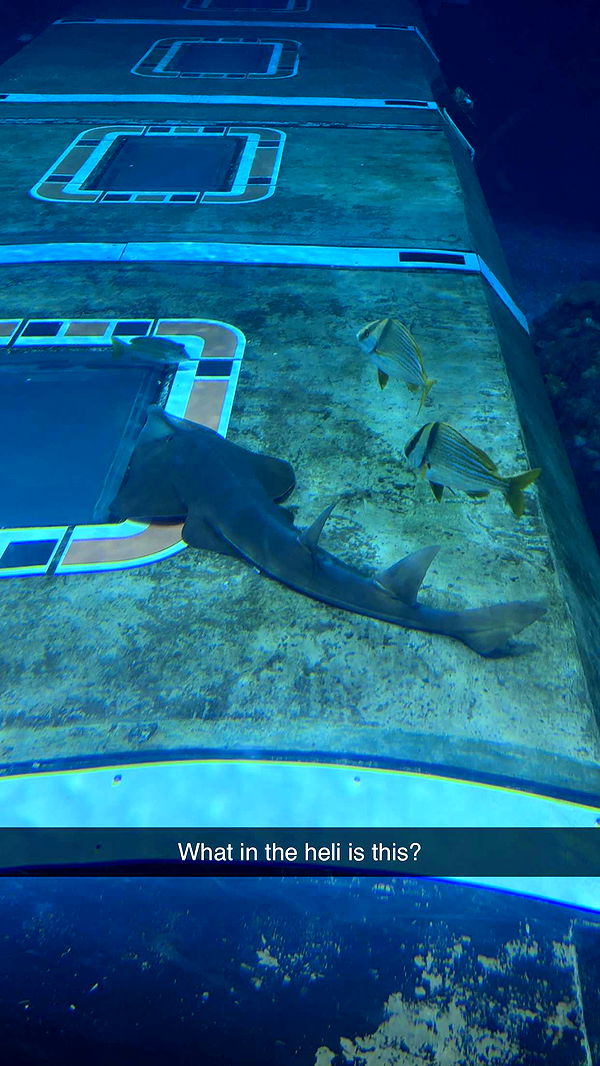 kendallwheelerr image ~ Altpins