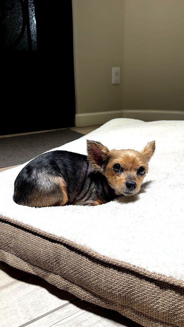 kendallwheelerr image ~ Altpins