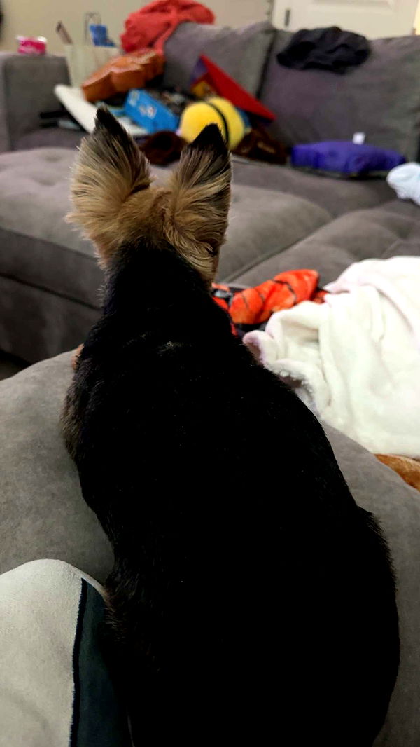 kendallwheelerr image ~ Altpins