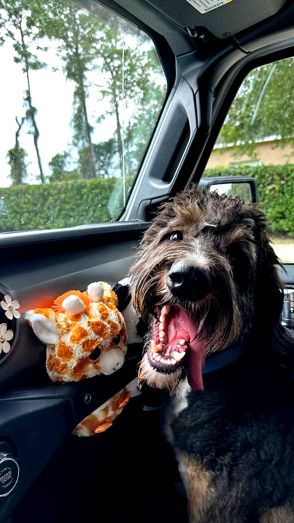 kkierstenking image ~ Altpins