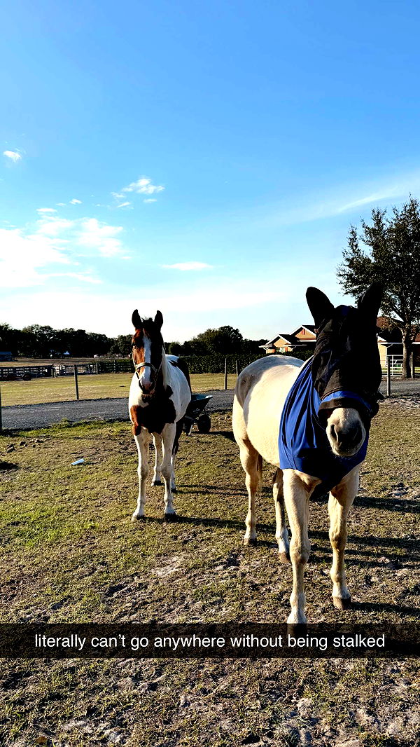 kkierstenking image ~ Altpins