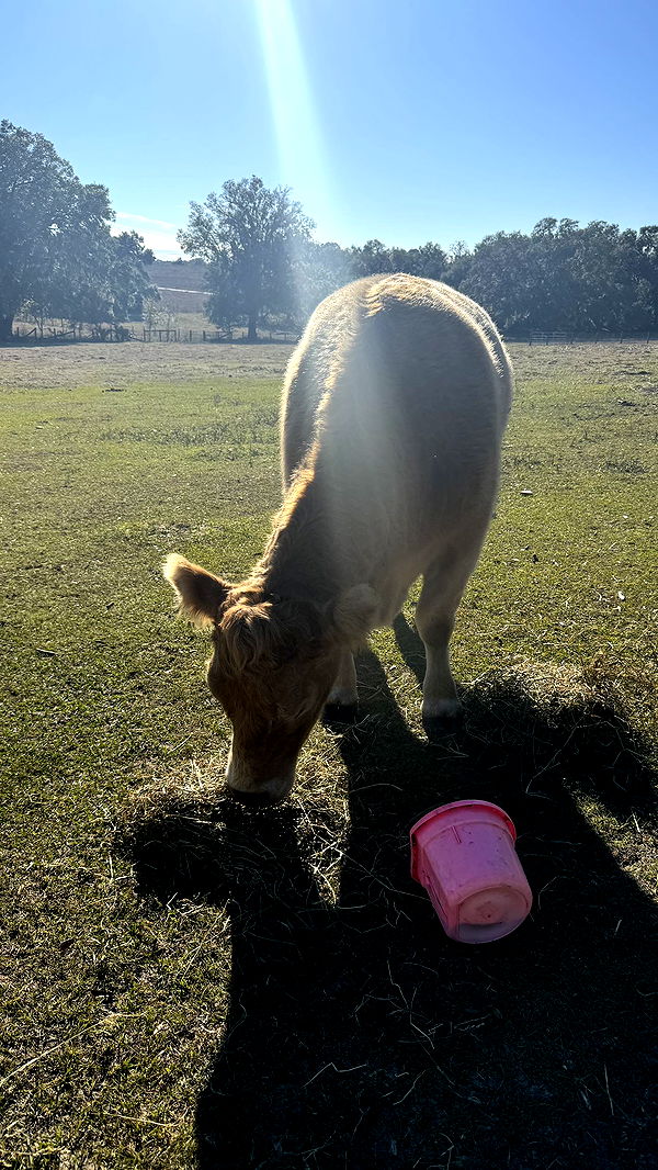 kkierstenking image ~ Altpins