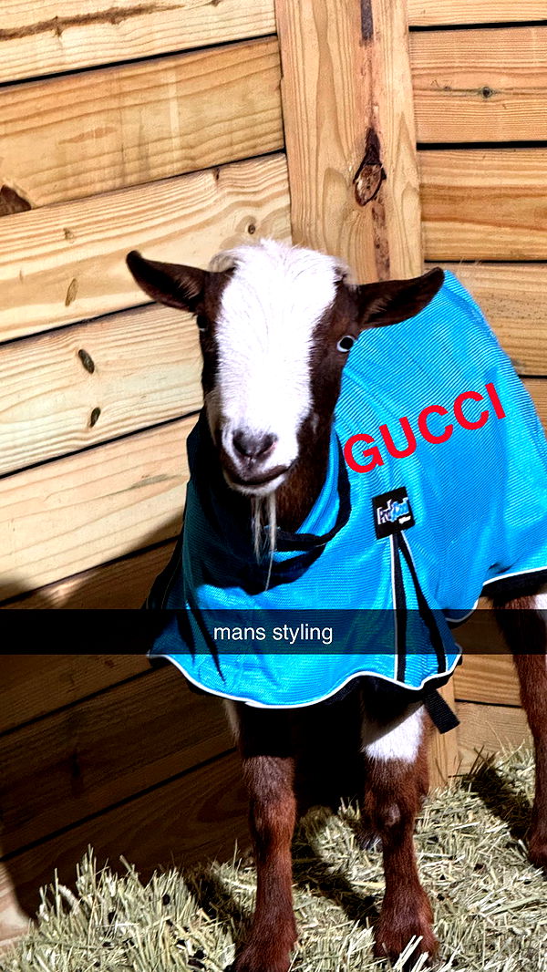 kkierstenking image ~ Altpins