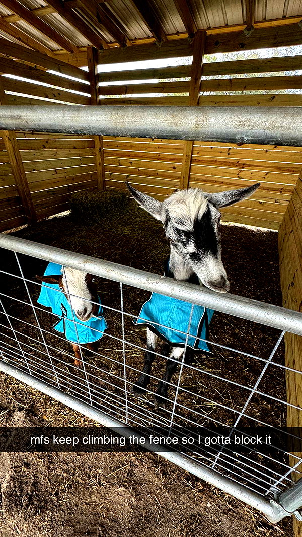 kkierstenking image ~ Altpins