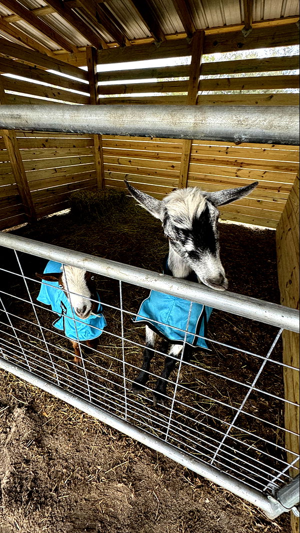 kkierstenking image ~ Altpins