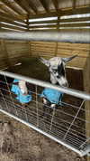 kkierstenking Altpins Profile Picture