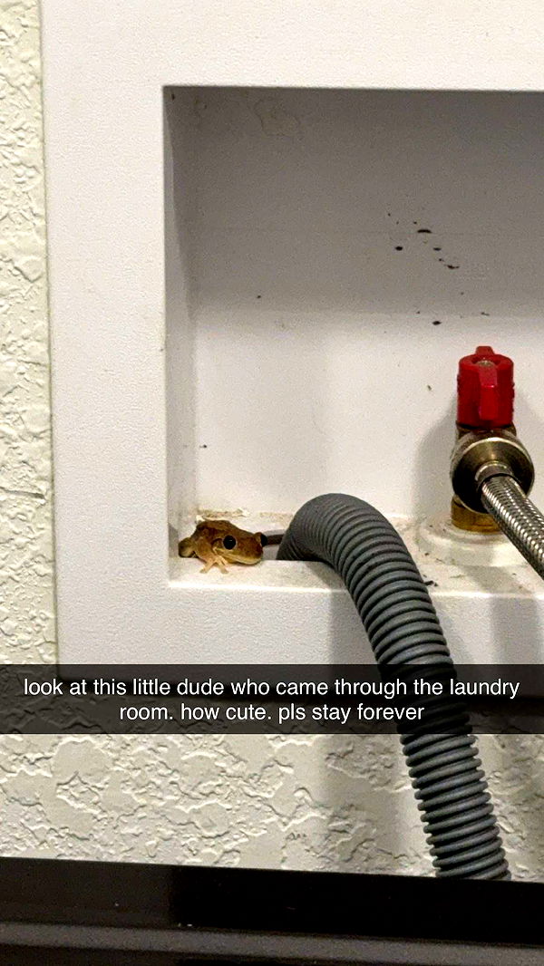 kkierstenking image ~ Altpins