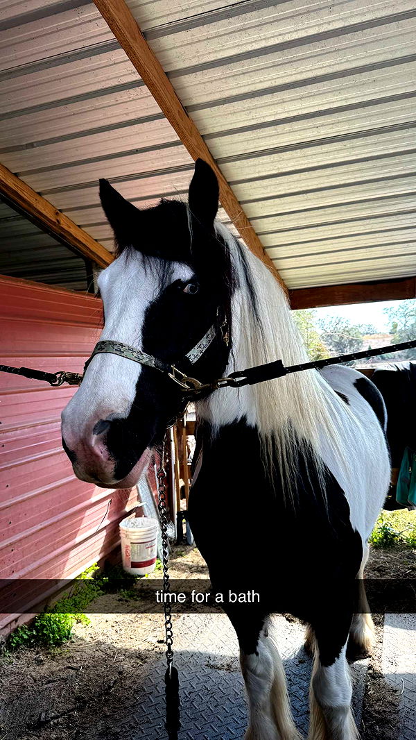 kkierstenking image ~ Altpins