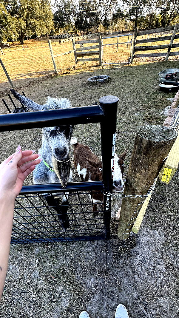 kkierstenking image ~ Altpins