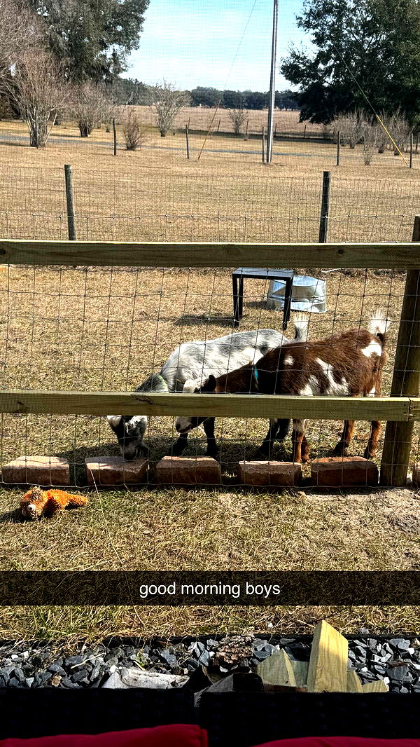 kkierstenking image ~ Altpins