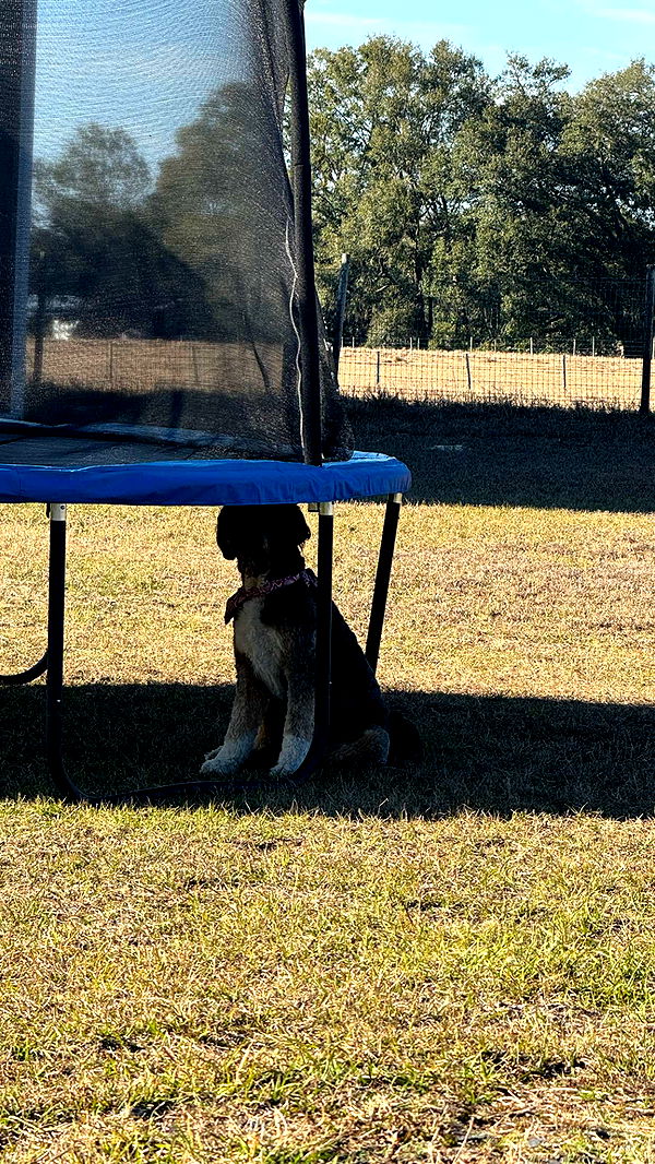 kkierstenking image ~ Altpins