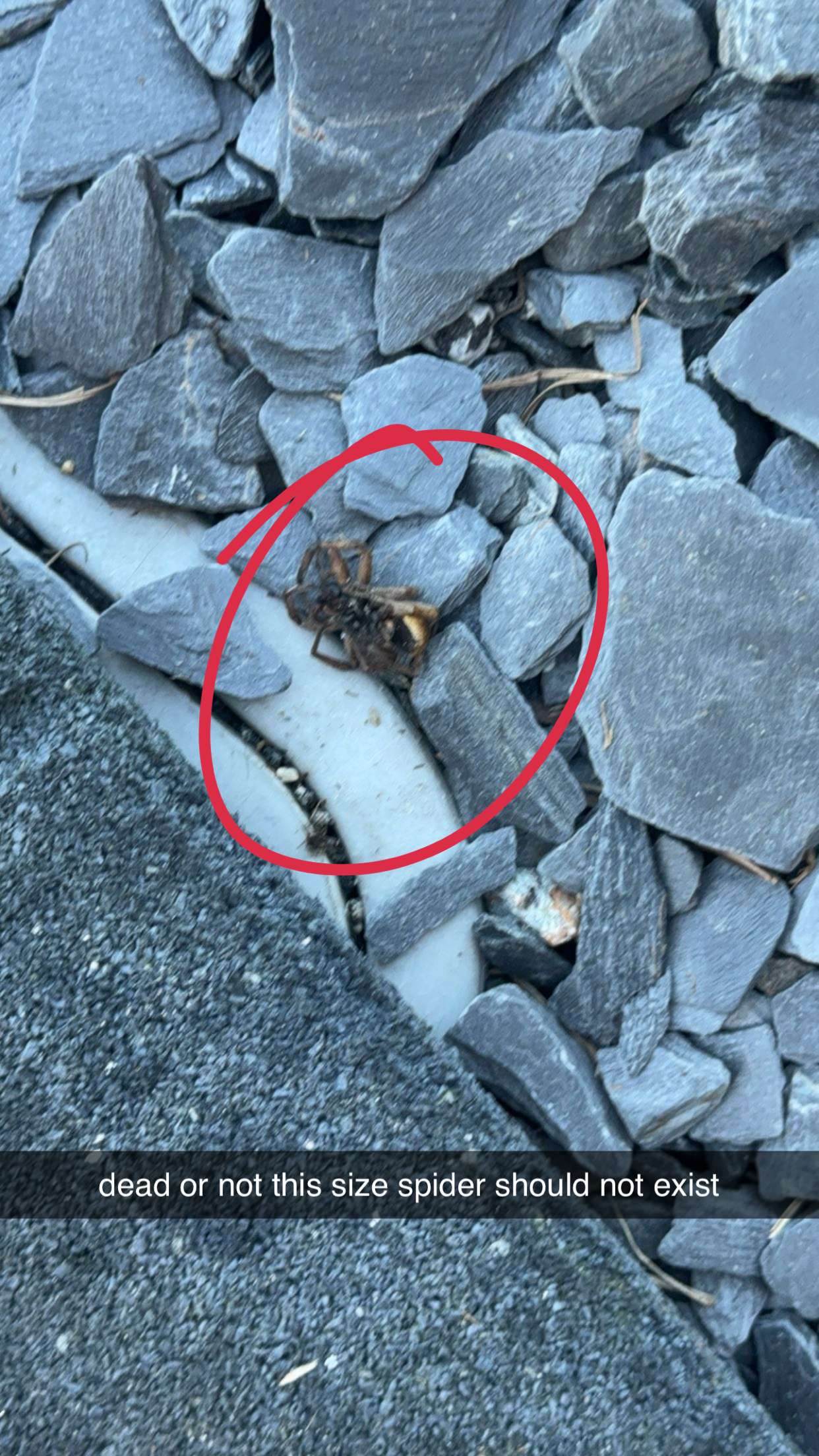 kkierstenking snapchat image archive image