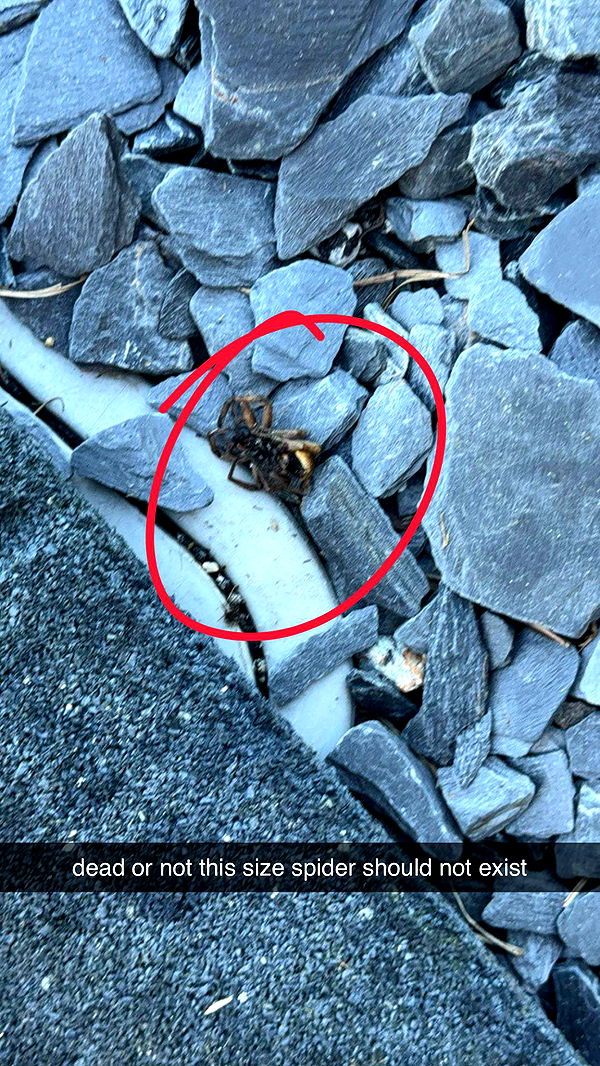 kkierstenking image ~ Altpins