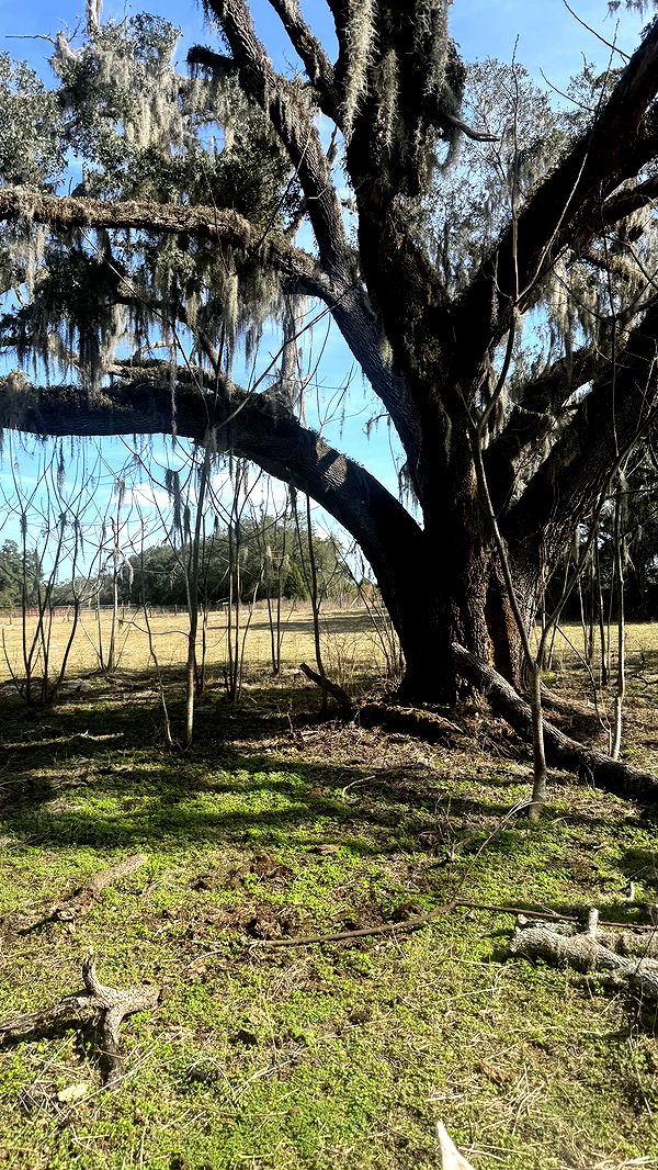 kkierstenking image ~ Altpins