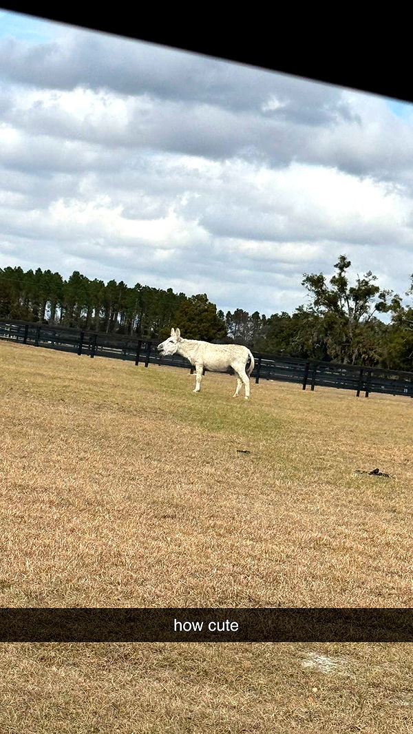 kkierstenking image ~ Altpins